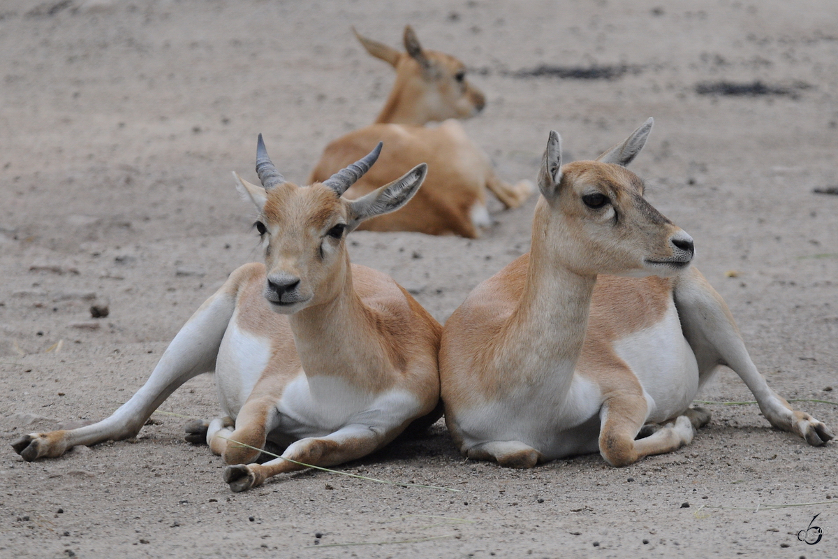 Hirschziegenantilopen im Zoo Dortmund. (Juni 2010)