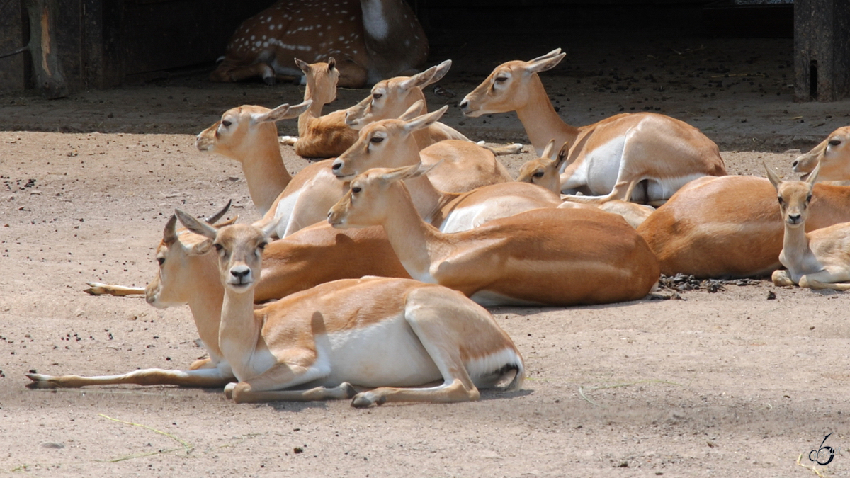 Hirschziegenantilopen im Zoo Dortmund. (Mai 2010)