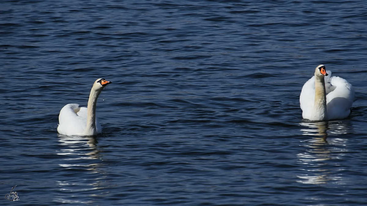 Hckerschwne schwimmen auf der Trave. (Priwall, Mrz 2022)