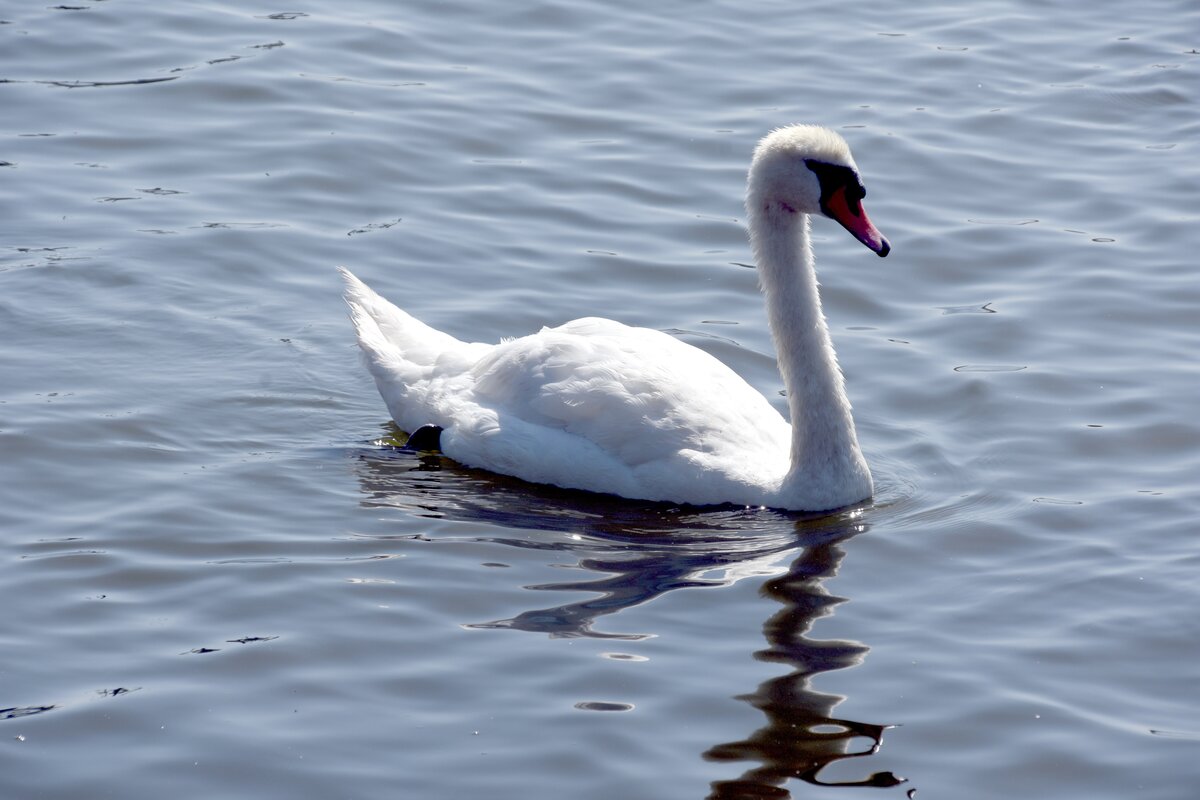 Hckerschwan auf der Schlei (ARNIS, Kreis Schleswig-Flensburg/Deutschland, 17.07.2021)