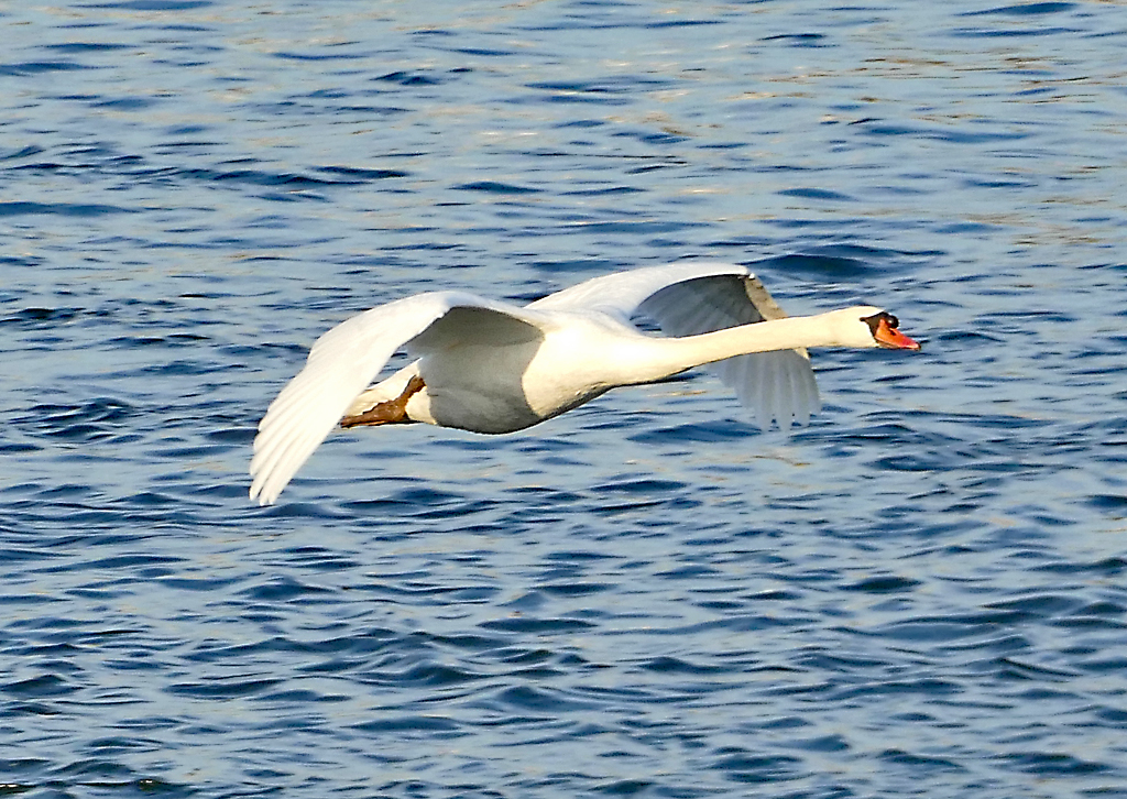 Hckerschwan im Tiefflug ber`m Rhein bei Mondorf - 18.01.2017