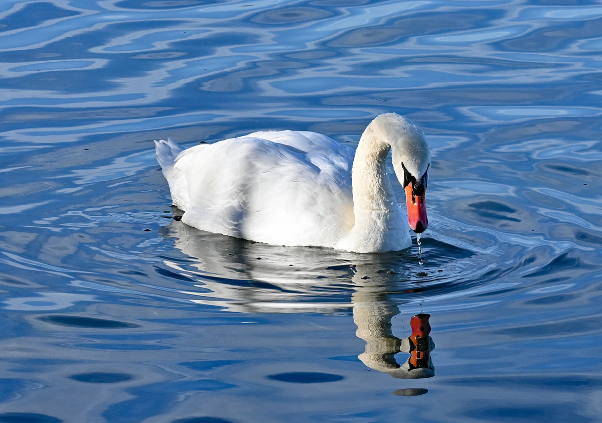 Hckerschwan im Zlpicher See - 19.01.2022