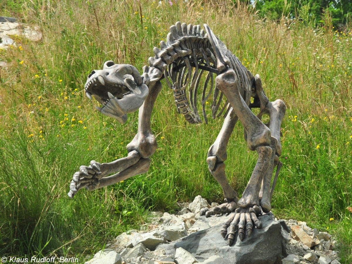 Hhlenbr (Ursus spelaeus). Skelett im Zoo Hluboka / Tschechien