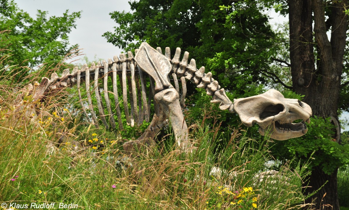 Hhlenbr (Ursus spelaeus). Skelett im Zoo Hluboka / Tschechien