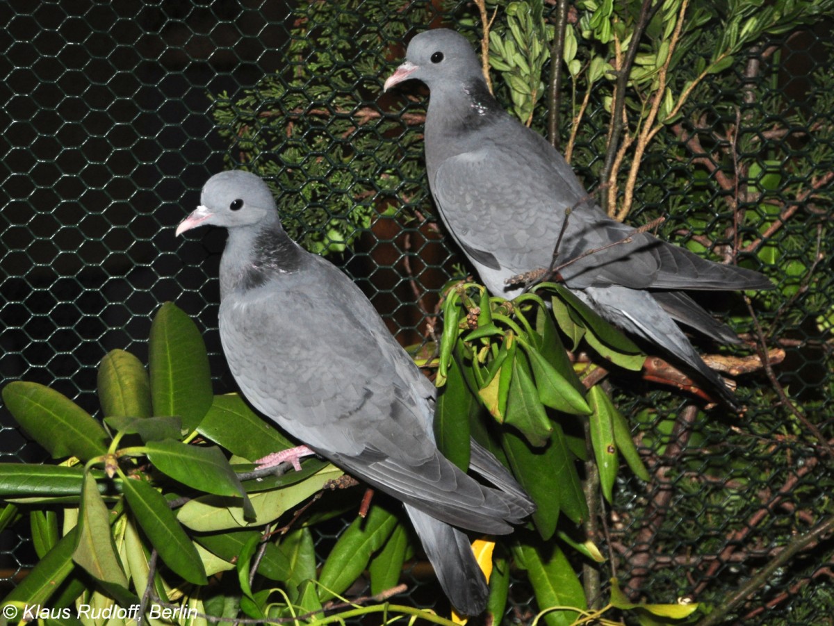 Hohltaube (Columba oenas) auf der Landesvogelschau Recklinghausen (Januar 2014).