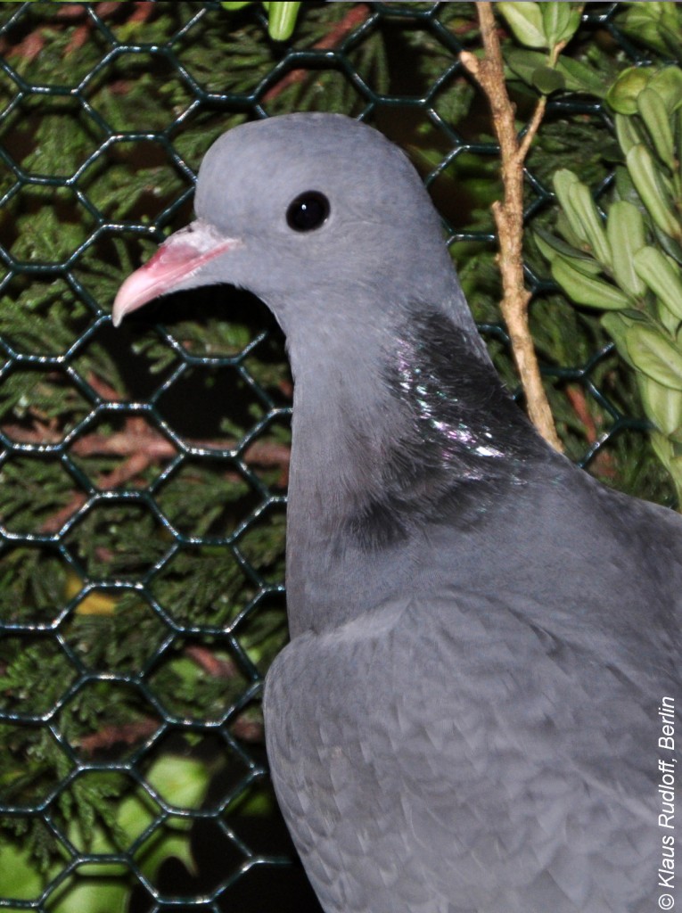 Hohltaube (Columba oenas) auf der Landesvogelschau Recklinghausen (Januar 2014).