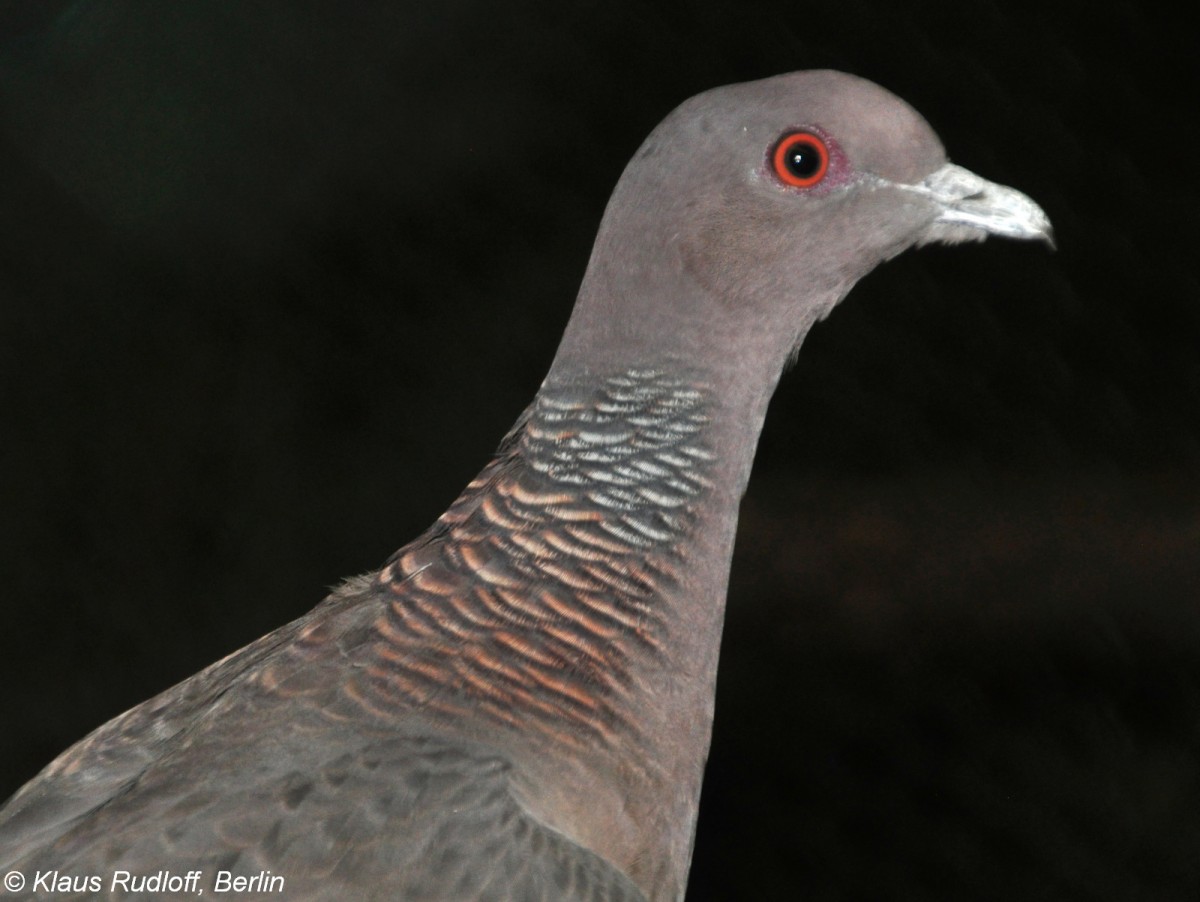 Hohltaube (Columba oenas) auf der Landesvogelschau Recklinghausen (Januar 2014).