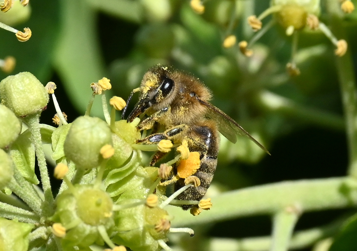 Honigbiene bei der Nektarsuche - 04.10.2021