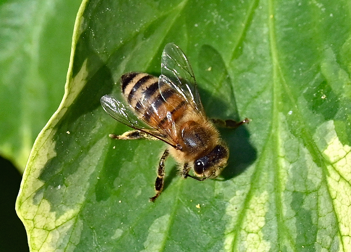 Honigbiene im Garten - 07.10.2021