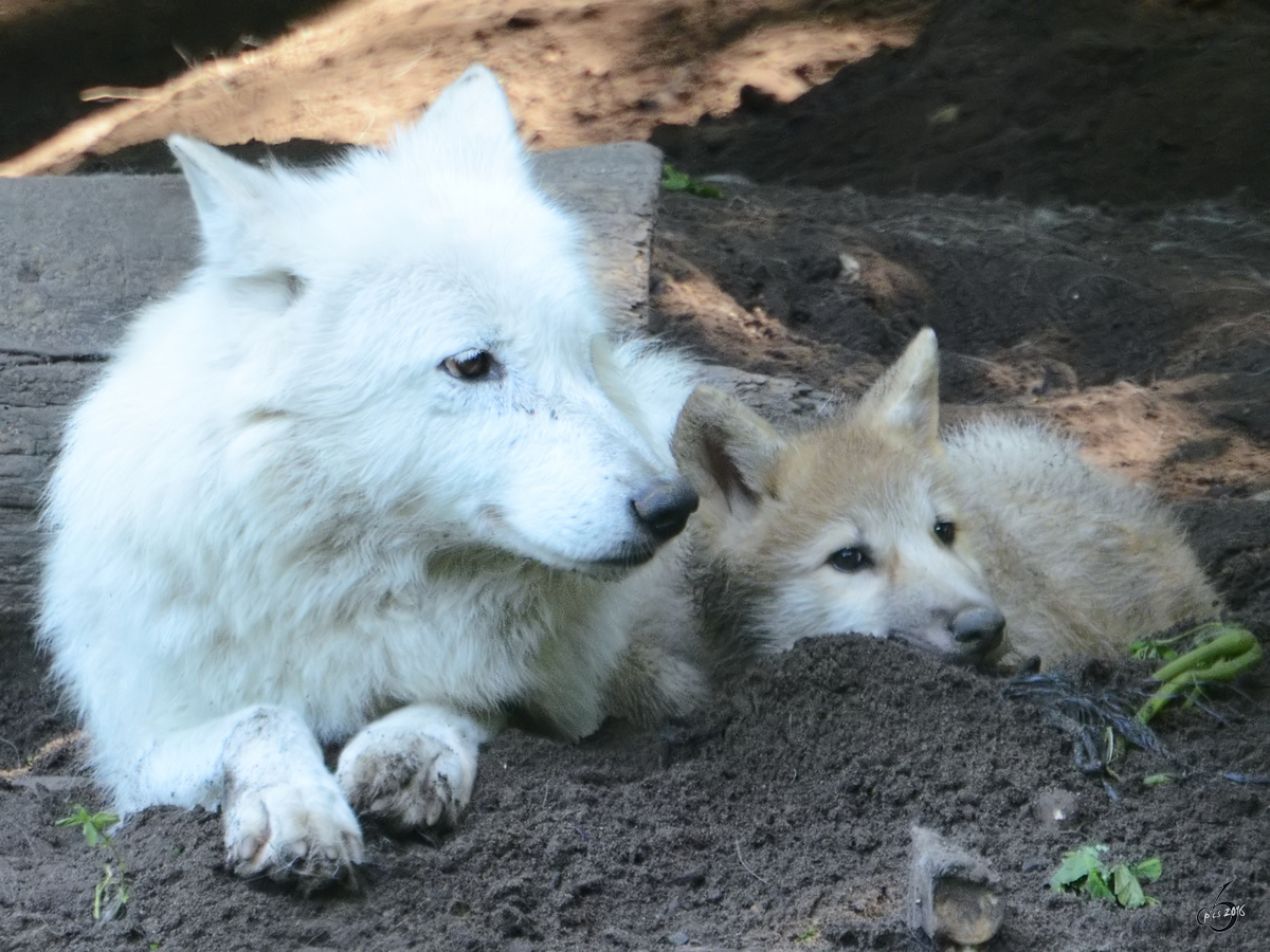 Hudson-Bay-Wlfe im Zoo Duisburg (Juli 2013)