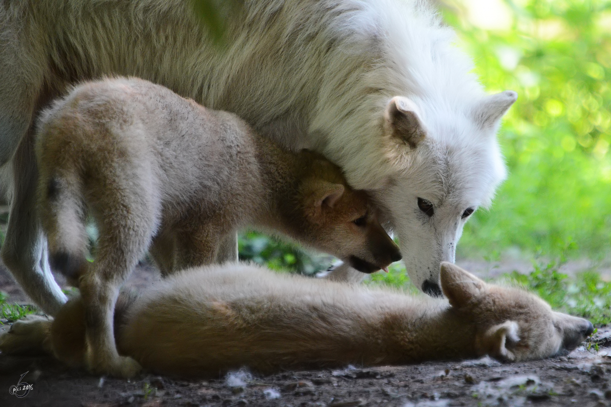 Hudson-Bay-Wlfe im Zoo Duisburg. (Juli 2013)