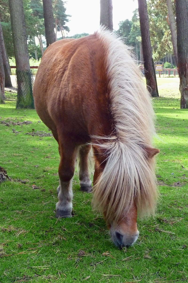 Hbsches Pony im Streichezoo des Serengetiparks, 9.9.15 