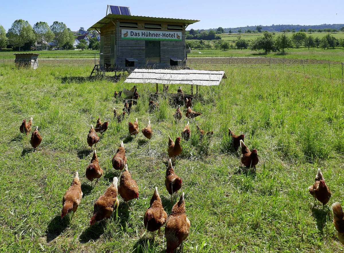 Hühner-Hotel mit glücklichen Hühnern, steht in Windenreute bei Emmendingen, Juni 2021