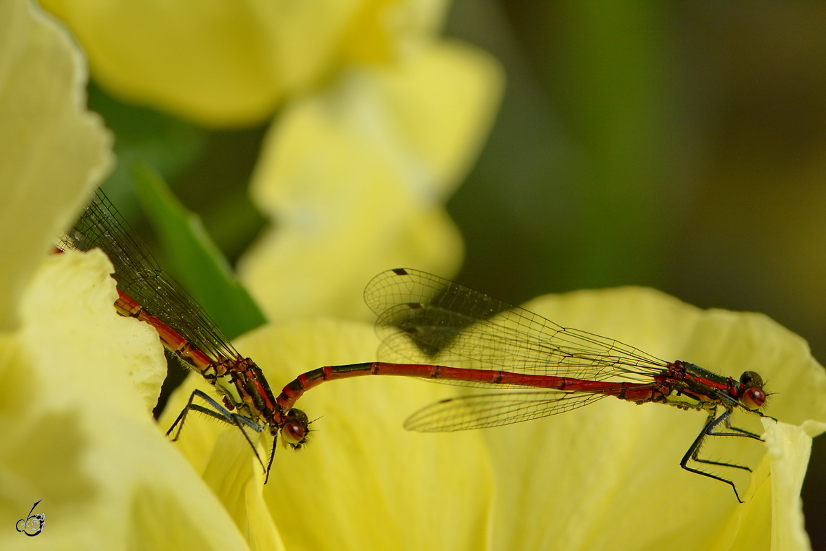 Hufeisenazurjungfern bei der Paarung in unserem Garten. (Hattingen, Mai 2016)