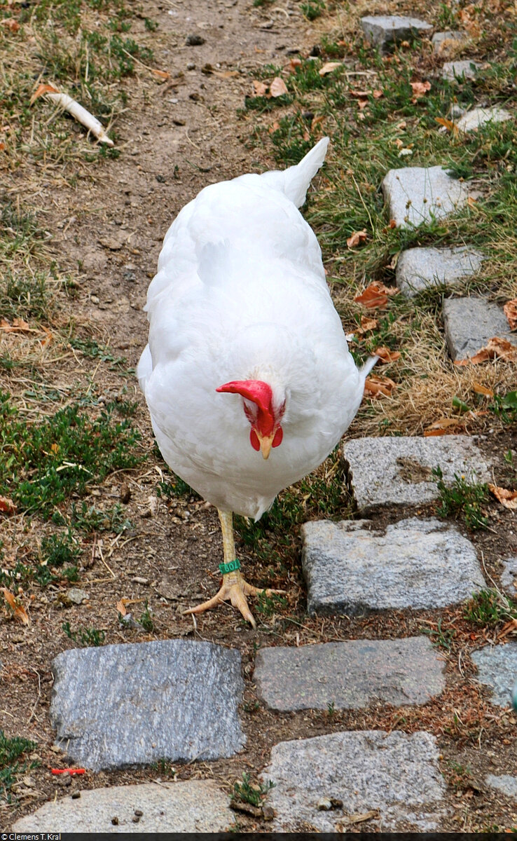 Huhn unbekannter Art im Hhenpark Killesberg in Stuttgart.

🕓 28.7.2022 | 14:47 Uhr