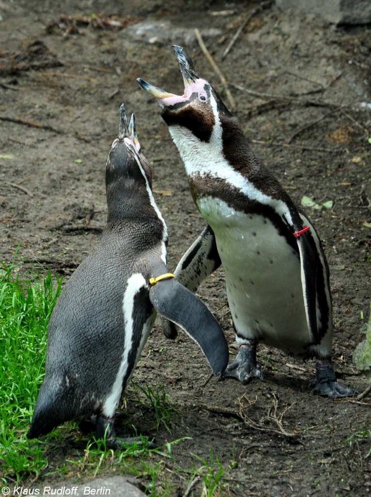 Humboldt-Pinguin (Spheniscus humboldti) im Tierpark Berlin (Juli 2015)