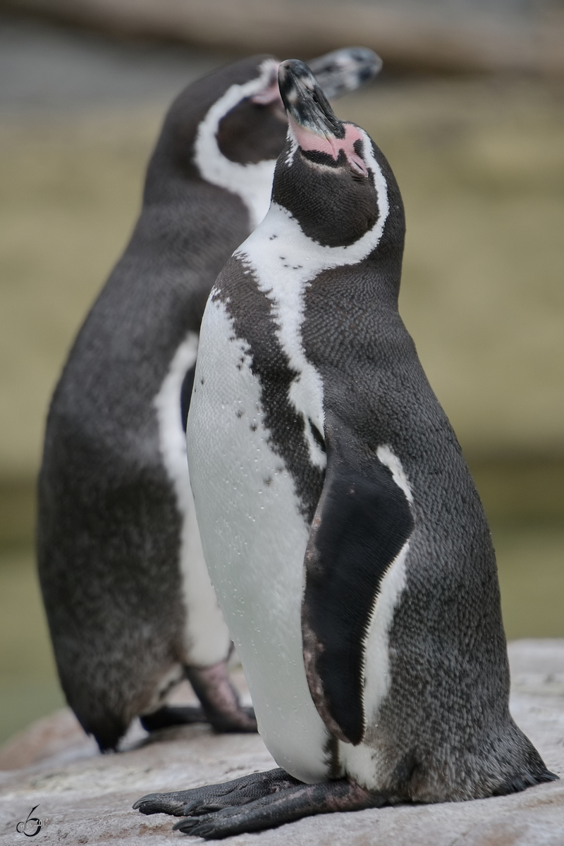 Humboldt-Pinguine Anfang April 2017 im Zoo Dresden.