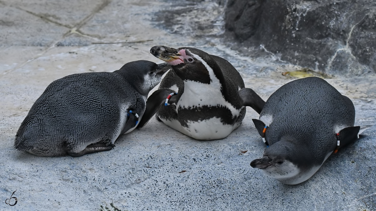 Humboldt-Pinguine Anfang Juni 2018 im Zoo Aalborg.