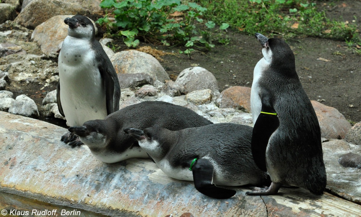 Humboldt-Pinguine (Spheniscus humboldti). Jungtiere im Tierpark Cottbus (August 2015).