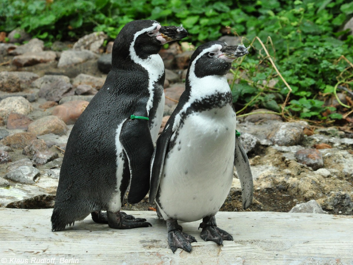 Humboldt-Pinguine (Spheniscus humboldti) im Tierpark Cottbus (August 2015).