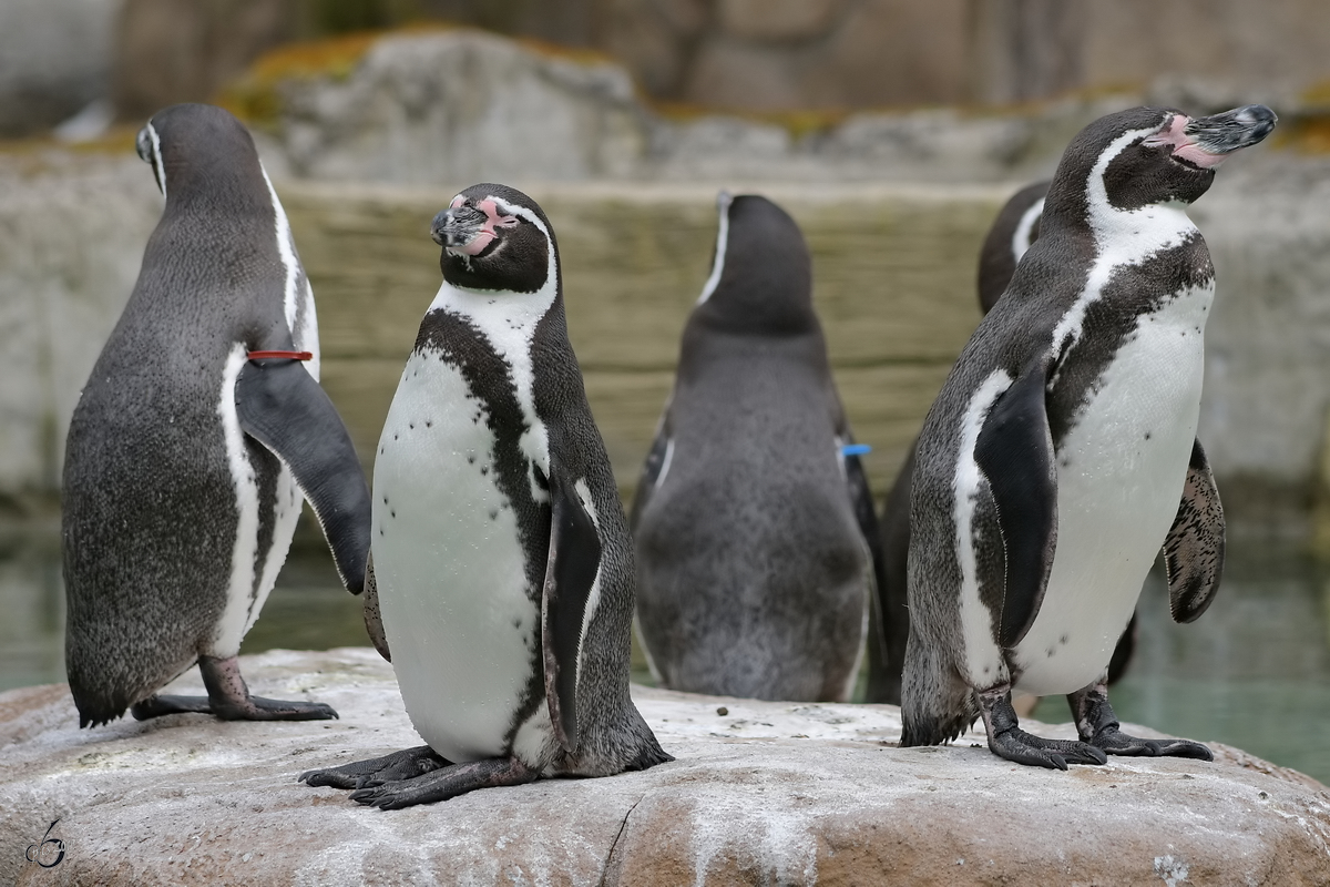 Humboldt-Pinguine wareb Anfang April 2017 im Zoo Dresden zu sehen.