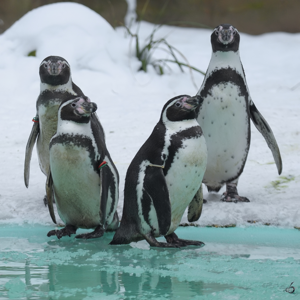 Humboldt-Pinguine im Zoo Dortmund. (Februar 2010)