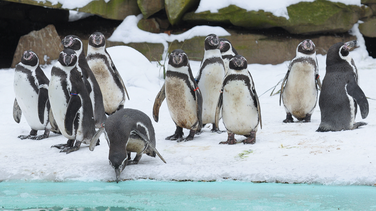 Humboldt-Pinguine im Zoo Dortmund. (Februar 2010)