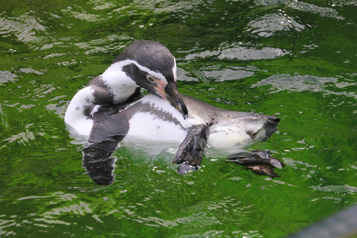 Humboldtpinguin bei der Gefiederpflege am 02.09.2015 im Tiergarten Schnbrunn in Wien. 