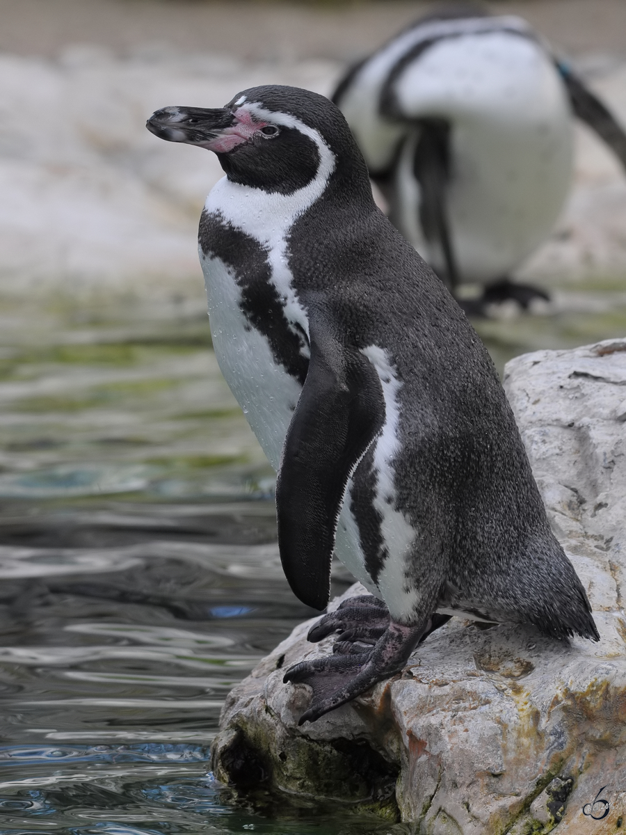 Humboldtpinguine im Tiergarten Schnbrunn. (Wien, November 2010)