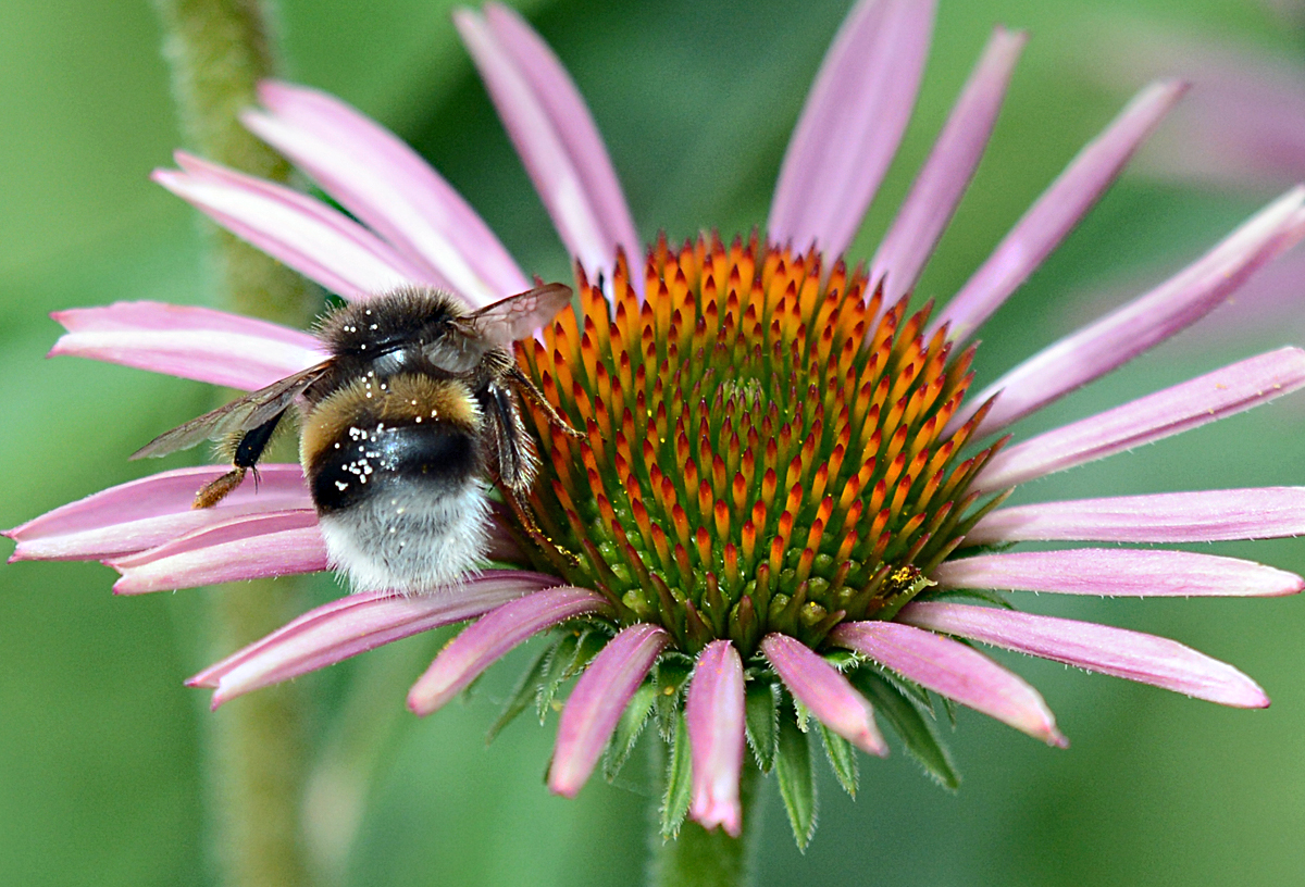 Hummel auf einer Blte - 30.07.2016