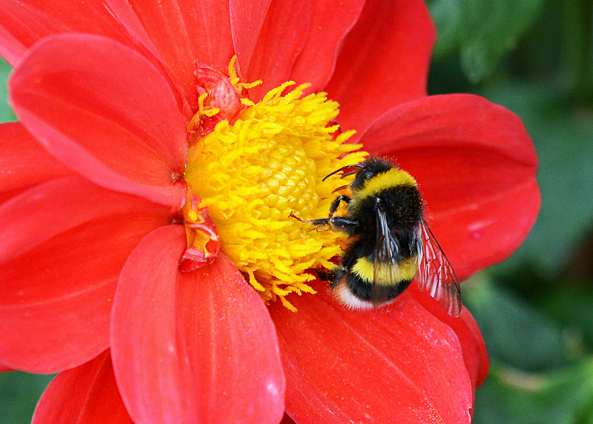 Hummel auf einer Blte - 30.07.2016