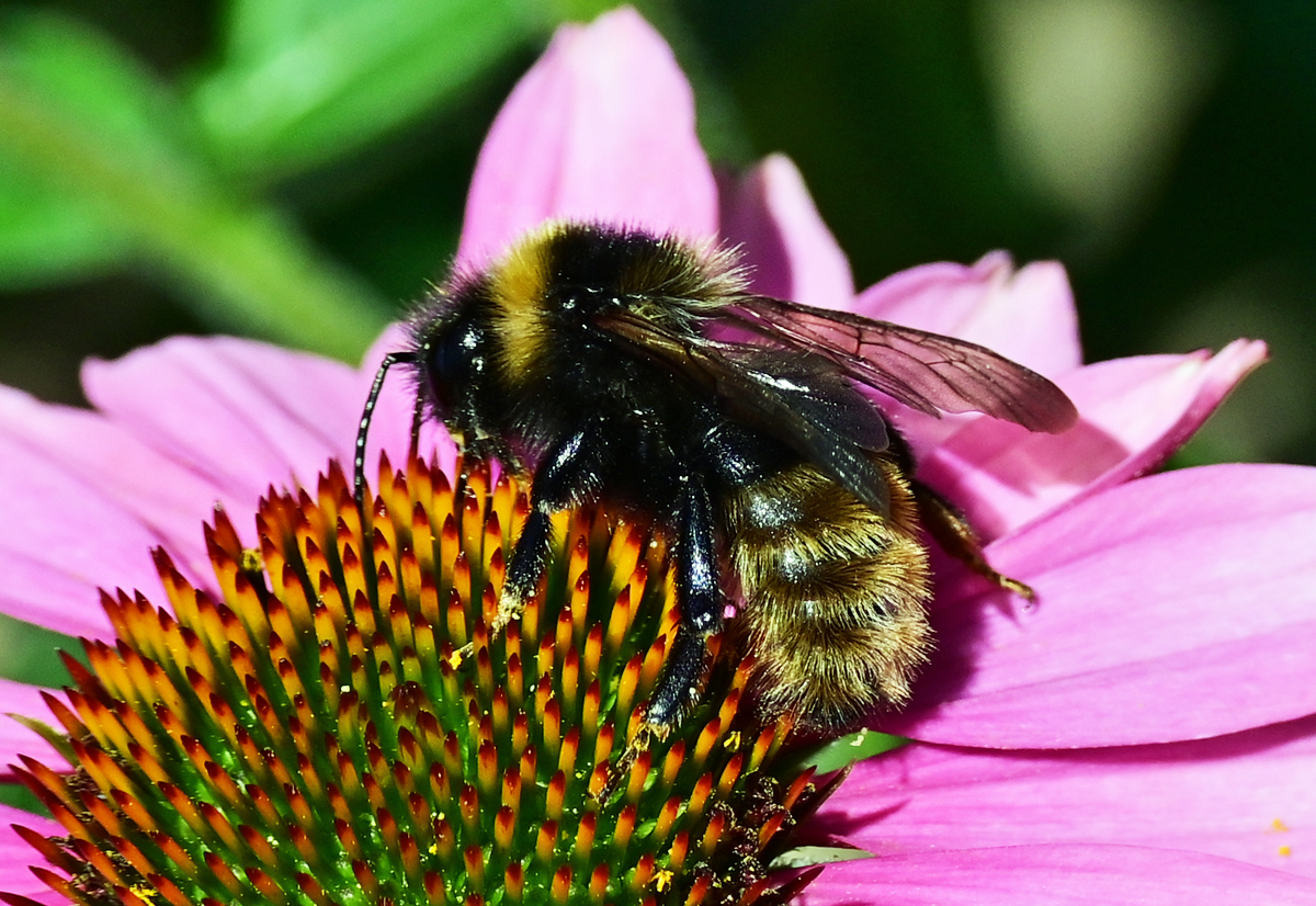 Hummel auf einer Blte im Garten - 30.07.2020