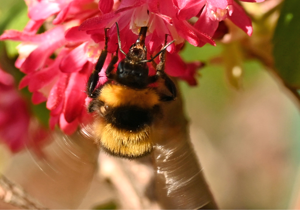 Hummel auf Blte im Garten - 08.04.2025