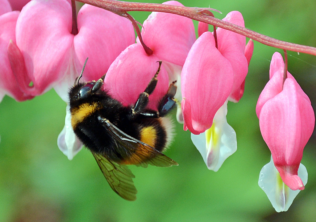 Hummel auf  Blte  Trnende Herzen  im Garten - 01.05.2014