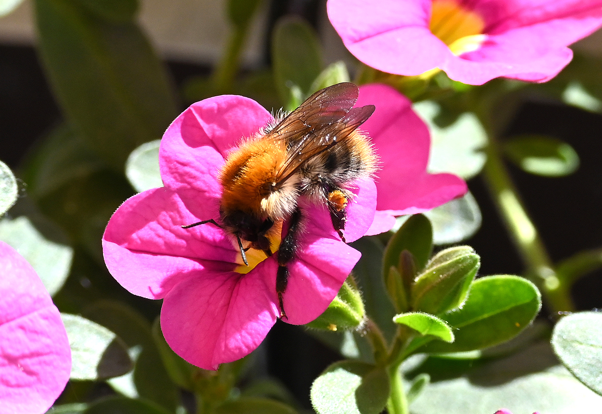 Hummel auf Petuniablte im Blumenkasten - 13.06.2021