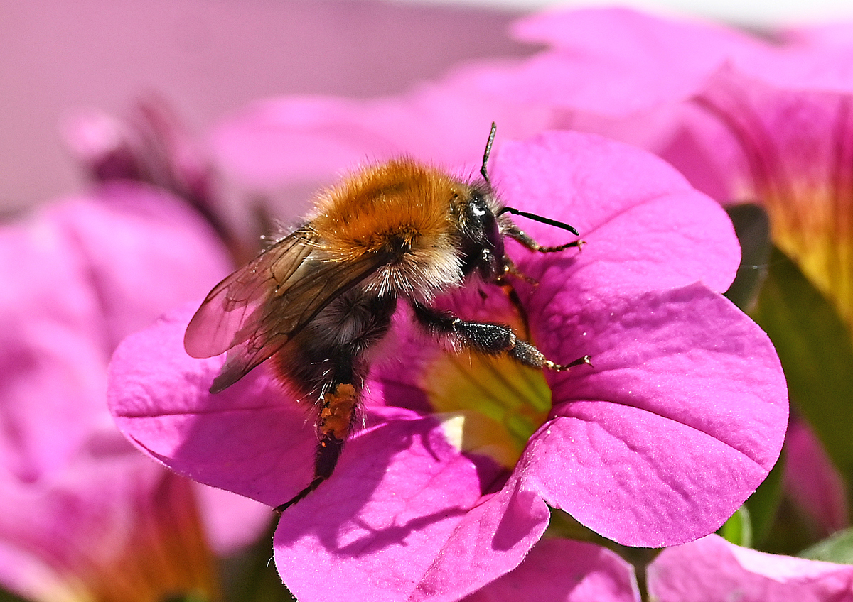 Hummel auf Petuniablte im Garten - 13.06.2021