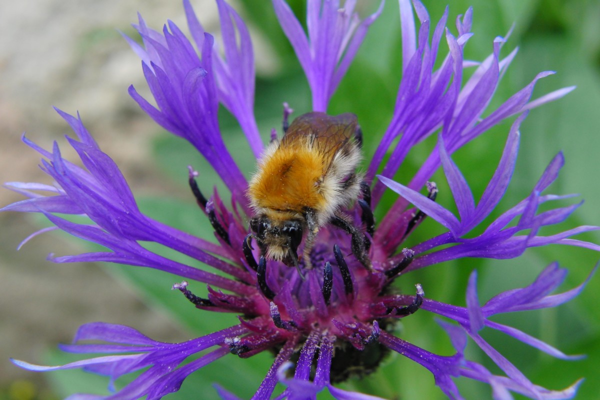 Hummel auf einer Schmetterlingsblume, aufgenommen am 29.04.2014