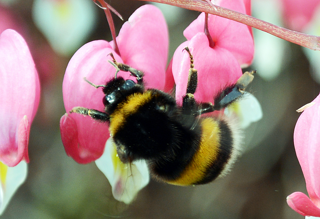 Hummel auf  Trnendem Herz  im Garten - 01.05.2014