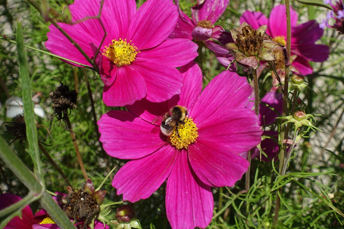 Hummel beim eifrigen Nektarsammeln am 1.9.2021 im Hamburegr Stadtpark /