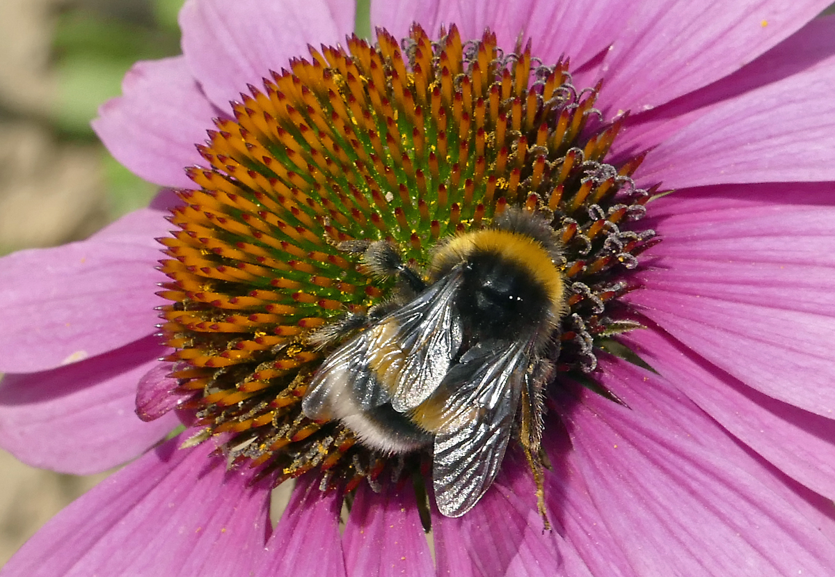 Hummel beim Nektar sammeln auf einer Blte - 13.07.2018