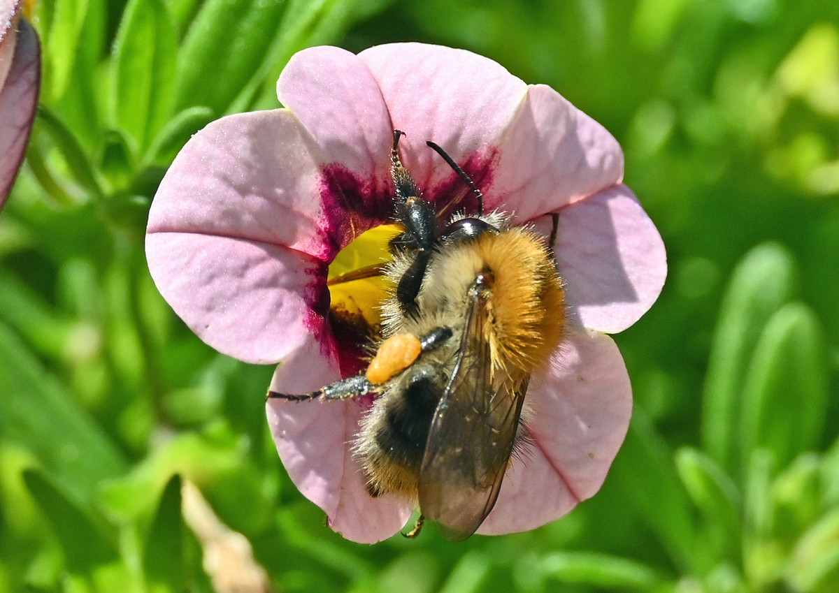 Hummel beim Nektar sammeln in einer Mini-Betunienblte - 24.07.2022