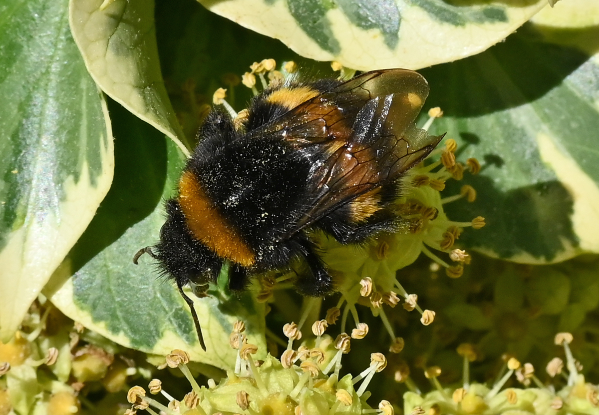 Hummel beim nektarsammeln - 09.10.2022