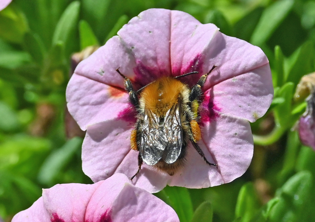 Hummel beim sammeln von Nektar auf einer Betunienblte - 24.07.2022