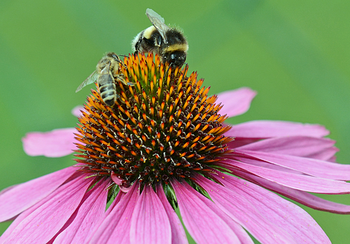 Hummel und Biene auf einer Blte - 30.07.2016