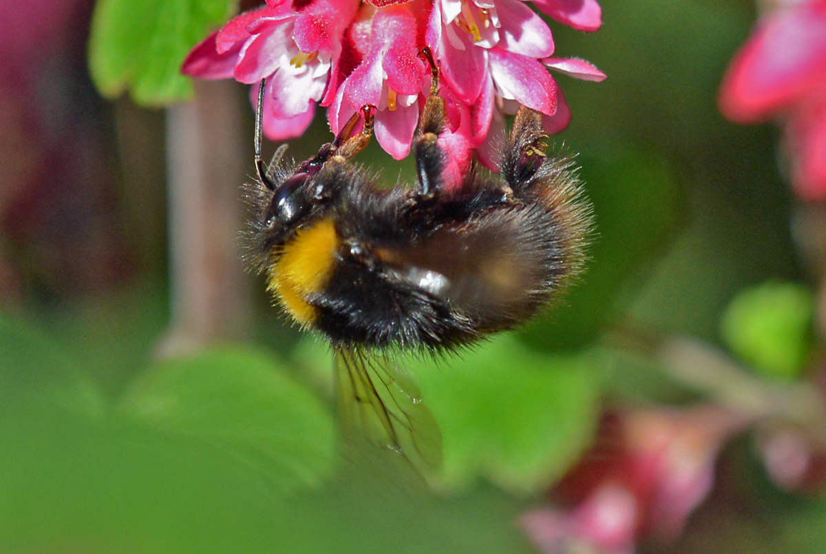 Hummel hngt an einer Blte im Garten - 18.04.2015