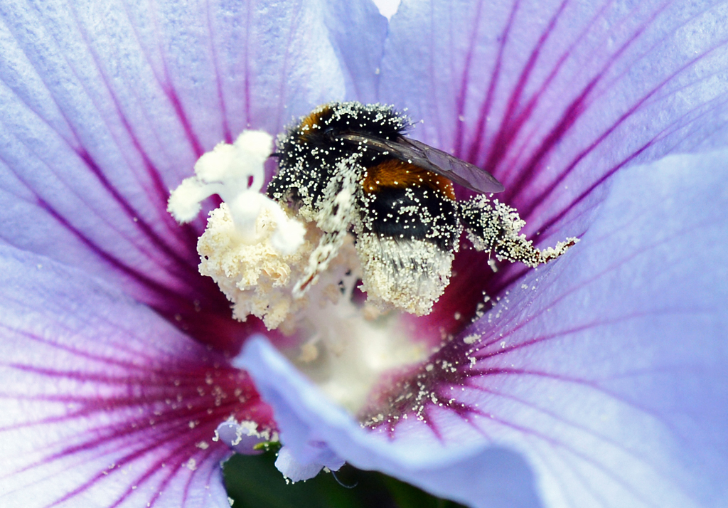 Hummel voll Bltenstaub in einer Blte - 28.07.2014