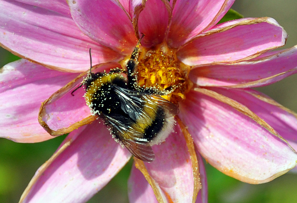 Hummel voll mit Bltenstaub auf einer Blume - 07.08.2013