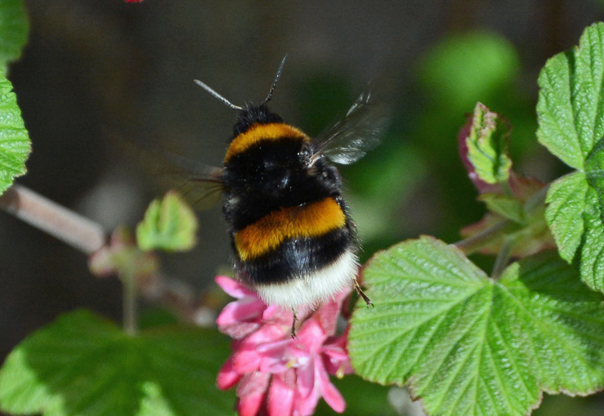 Hummelflug - dicker Krper, kleine Flgel - 12.04.2015