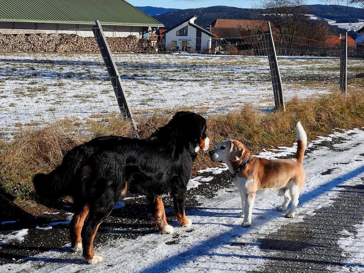 Hundefreundschaft, oder Hallo Kleiner mach mal den Weg frei; entlang eines winterlichen Weges; 160107