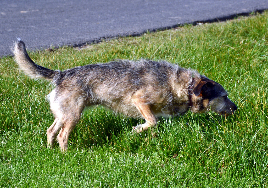 Hundemischling auf Spurensuche bei Rheinbach - 27.09.2014